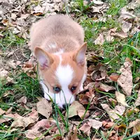 Layna, a female Pembroke Welsh Corgi for sale in Hanover, KS – Photo 8 of 9