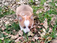 Layna, a female Pembroke Welsh Corgi for sale in Hanover, KS – Photo 8 of 9