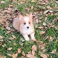 Layna, a female Pembroke Welsh Corgi for sale in Hanover, KS – Photo 7 of 9
