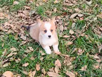 Layna, a female Pembroke Welsh Corgi for sale in Hanover, KS – Photo 7 of 9