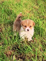 Leo-AKC, a male Pembroke Welsh Corgi for sale in Hanover, KS – 1 of 9