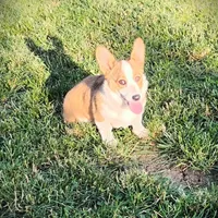 Chance-AKC reg., a female Pembroke Welsh Corgi for sale in Hanover, KS – 4 of 9