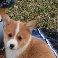 Fluffles-AKC, a male Pembroke Welsh Corgi for sale in Hanover, KS – Photo 2 of 10