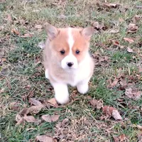 Fluffles-AKC, a male Pembroke Welsh Corgi for sale in Hanover, KS – Photo 7 of 10