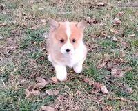 Fluffles-AKC, a male Pembroke Welsh Corgi for sale in Hanover, KS – Photo 7 of 10