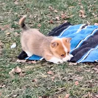 Fluffles-AKC, a male Pembroke Welsh Corgi for sale in Hanover, KS – Photo 1 of 10