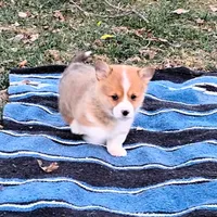 Fluffles-AKC, a male Pembroke Welsh Corgi for sale in Hanover, KS – Photo 6 of 10