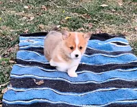 Fluffles-AKC, a male Pembroke Welsh Corgi for sale in Hanover, KS – Photo 6 of 10
