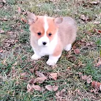 Fluffles-AKC, a male Pembroke Welsh Corgi for sale in Hanover, KS – Photo 8 of 10