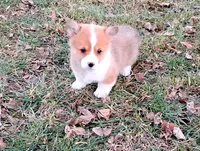 Fluffles-AKC, a male Pembroke Welsh Corgi for sale in Hanover, KS – Photo 8 of 10