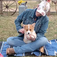 Fluffles-AKC, a male Pembroke Welsh Corgi for sale in Hanover, KS – Photo 5 of 10