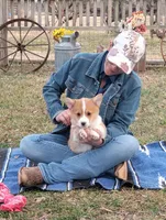Fluffles-AKC, a male Pembroke Welsh Corgi for sale in Hanover, KS – Photo 5 of 10