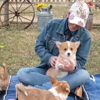 Fluffles-AKC, a male Pembroke Welsh Corgi for sale in Hanover, KS – Photo 4 of 10