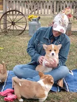 Fluffles-AKC, a male Pembroke Welsh Corgi for sale in Hanover, KS – Photo 4 of 10