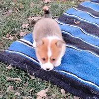 Fluffles-AKC, a male Pembroke Welsh Corgi for sale in Hanover, KS – Photo 10 of 10