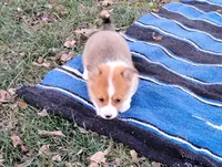 Fluffles-AKC, a male Pembroke Welsh Corgi for sale in Hanover, KS – Photo 10 of 10