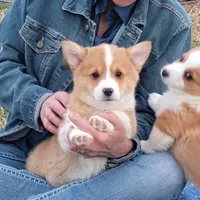 Fluffles-AKC, a male Pembroke Welsh Corgi for sale in Hanover, KS – Photo 3 of 10