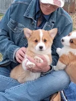 Fluffles-AKC, a male Pembroke Welsh Corgi for sale in Hanover, KS – Photo 3 of 10