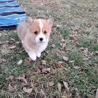 Fluffles-AKC, a male Pembroke Welsh Corgi for sale in Hanover, KS – Photo 9 of 10