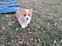 Fluffles-AKC, a male Pembroke Welsh Corgi for sale in Hanover, KS – Photo 9 of 10