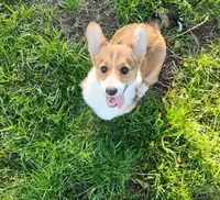 Clover-AKC reg., a female Pembroke Welsh Corgi for sale in Hanover, KS – 5 of 10
