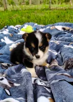 Lulu-AKC, a female Pembroke Welsh Corgi for sale in Hanover, KS – 4 of 10