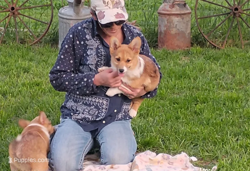 Shay – Pembroke Welsh Corgi puppy for sale in Hanover, KS