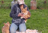 Shay, a female Pembroke Welsh Corgi for sale in Hanover, KS – 1 of 7