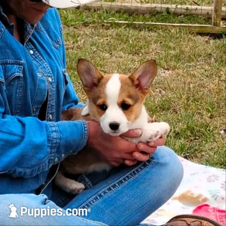 Chance-AKC, a female Pembroke Welsh Corgi for sale in Hanover, KS – Photo 7 of 8
