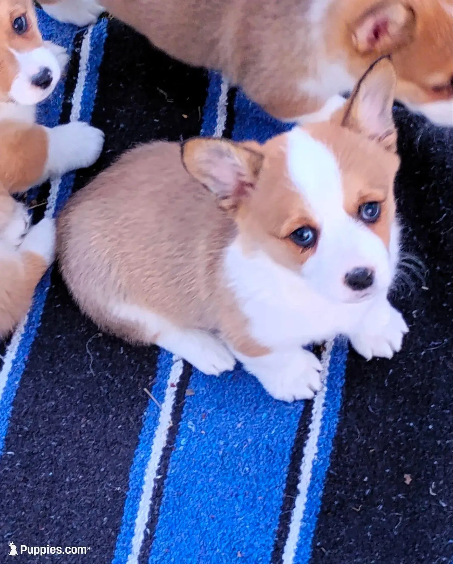 Chance-AKC, a female Pembroke Welsh Corgi for sale in Hanover, KS – Photo 3 of 8