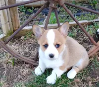 Chance-AKC reg., a female Pembroke Welsh Corgi for sale in Hanover, KS – Photo 9 of 9