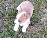 Chance-AKC reg., a female Pembroke Welsh Corgi for sale in Hanover, KS – Photo 8 of 9
