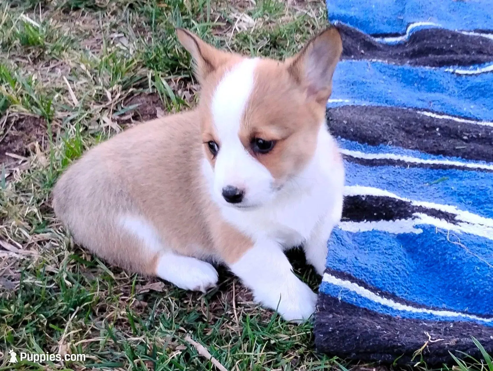 Chance-AKC, a female Pembroke Welsh Corgi for sale in Hanover, KS – Photo 8 of 8