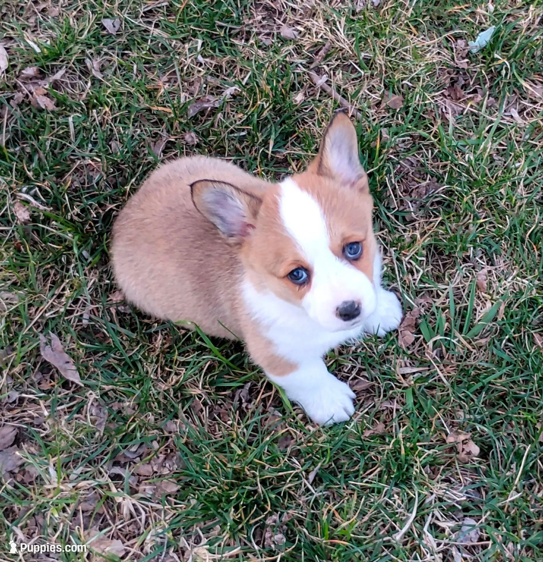 Chance-AKC, a female Pembroke Welsh Corgi for sale in Hanover, KS – Photo 5 of 8