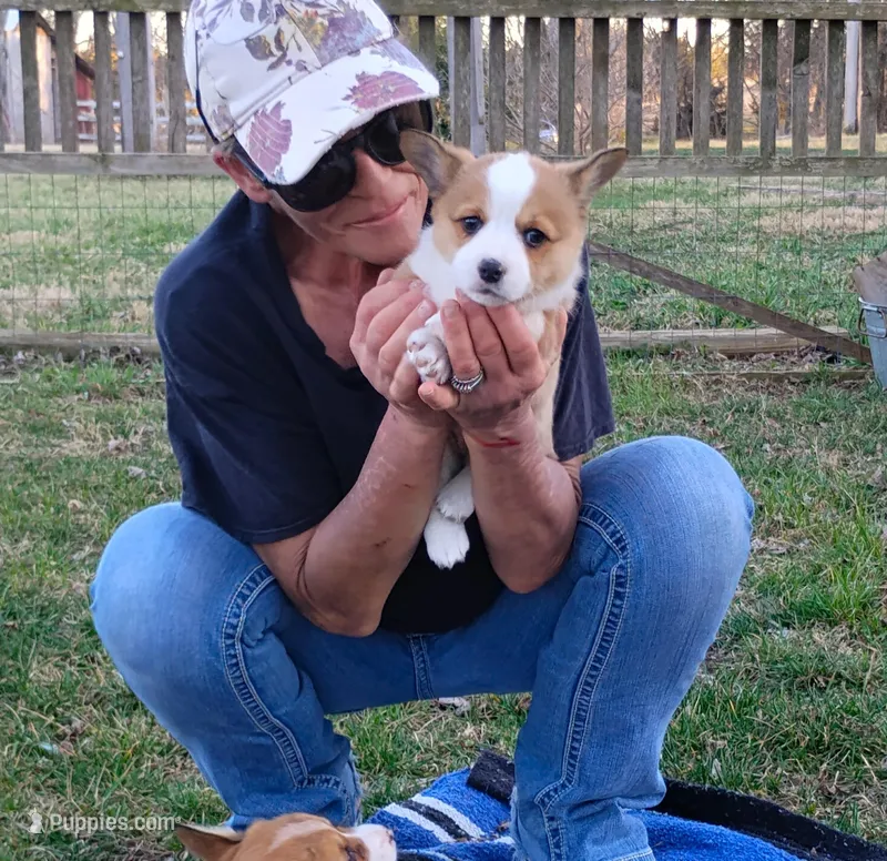 Chance-AKC reg. – Pembroke Welsh Corgi puppy for sale in Hanover, KS
