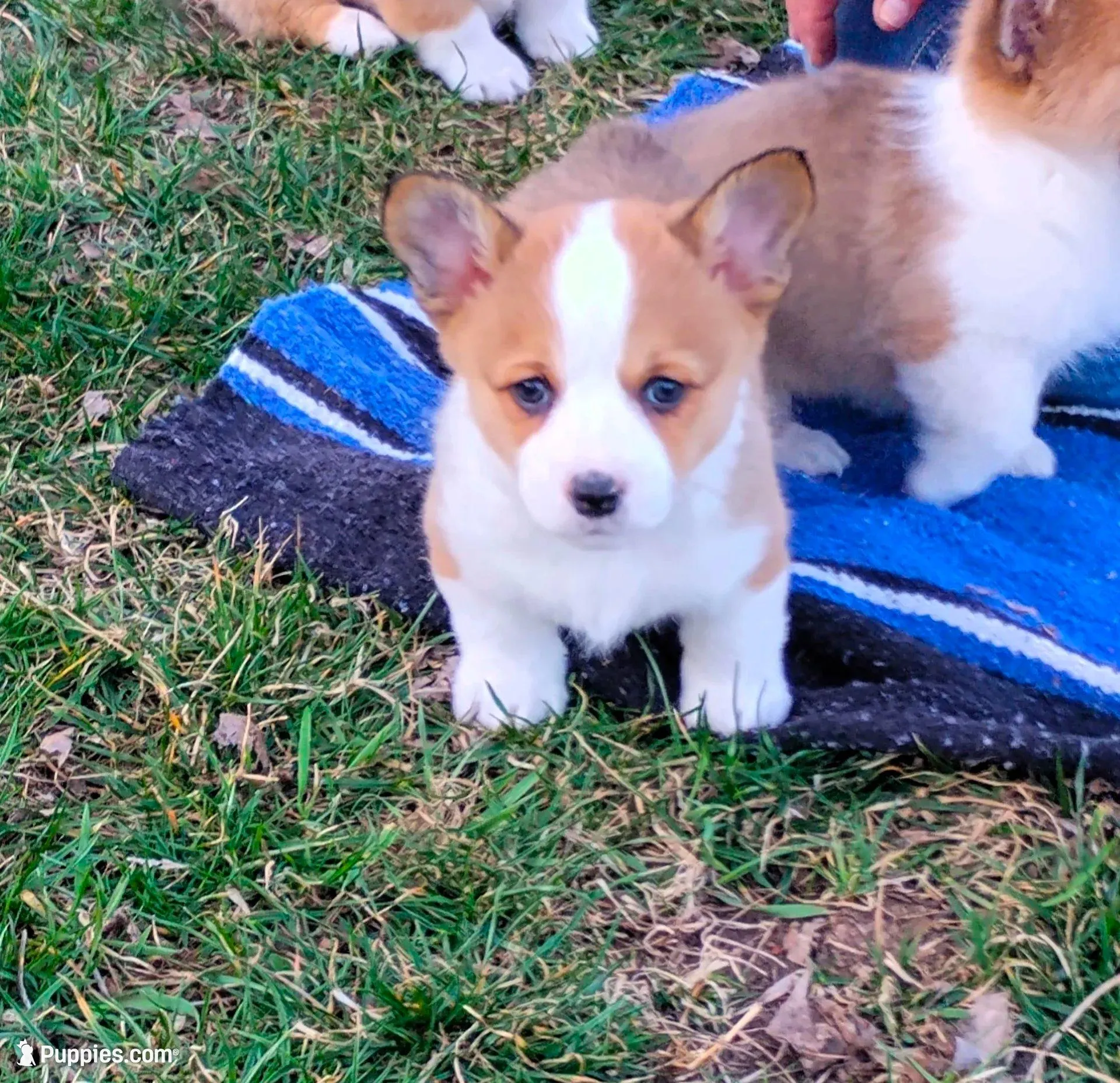 Chance-AKC, a female Pembroke Welsh Corgi for sale in Hanover, KS – Photo 4 of 8
