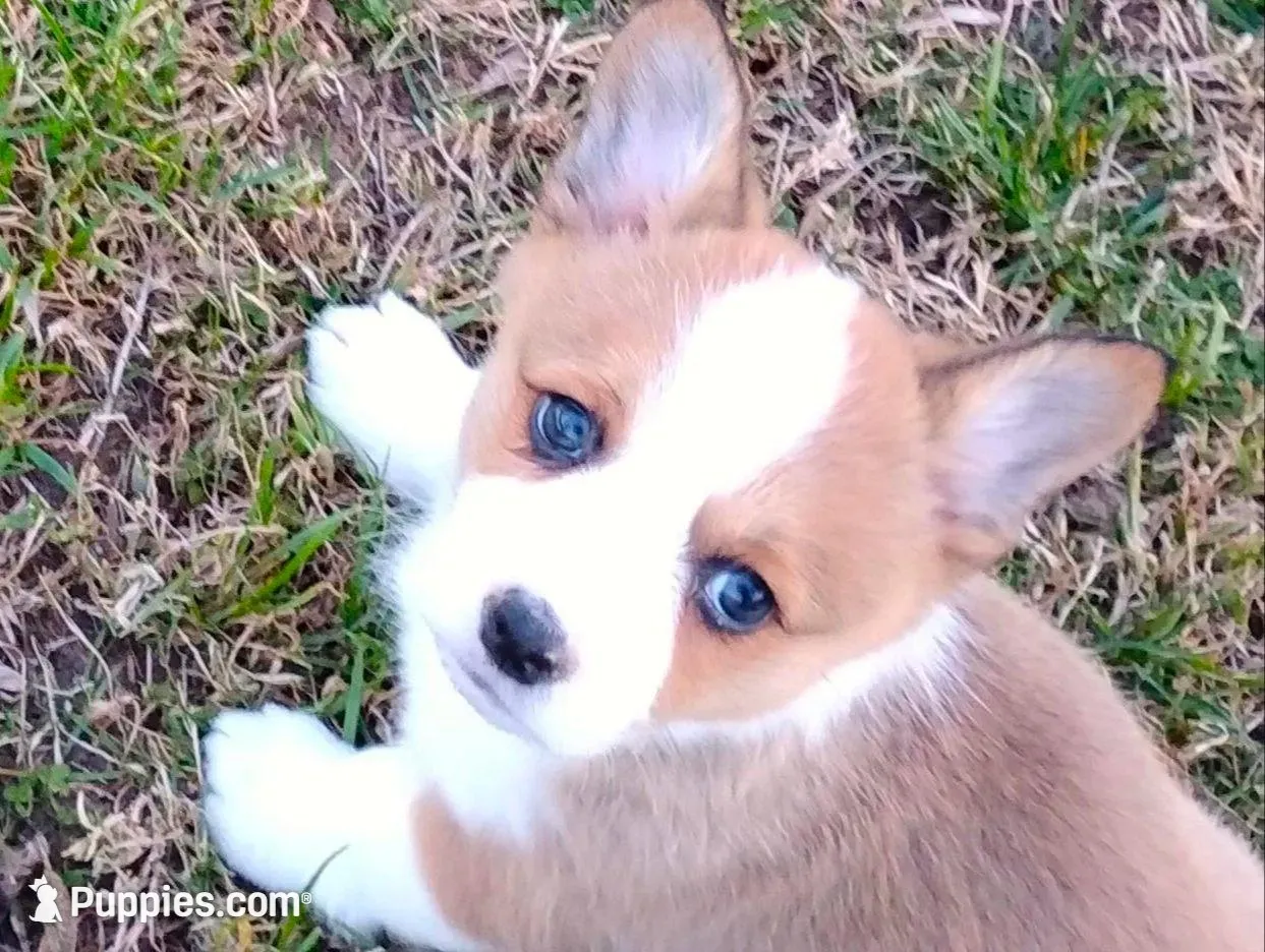 Chance-AKC – Pembroke Welsh Corgi puppy for sale in Hanover, KS