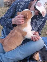 Renji-AKC, a male Pembroke Welsh Corgi for sale in Hanover, KS – Photo 10 of 10