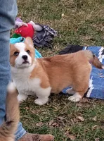 Renji-AKC, a male Pembroke Welsh Corgi for sale in Hanover, KS – Photo 8 of 10