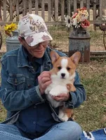 Renji-AKC, a male Pembroke Welsh Corgi for sale in Hanover, KS – Photo 4 of 10
