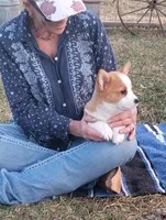 Renji-AKC, a male Pembroke Welsh Corgi for sale in Hanover, KS – Photo 3 of 10