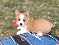 Renji-AKC, a male Pembroke Welsh Corgi for sale in Hanover, KS – Photo 9 of 10