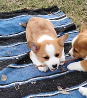 Renji-AKC, a male Pembroke Welsh Corgi for sale in Hanover, KS – Photo 6 of 10