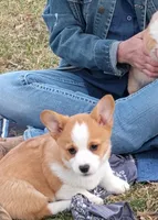 Renji-AKC, a male Pembroke Welsh Corgi for sale in Hanover, KS – Photo 5 of 10