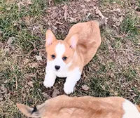 Renji-AKC, a male Pembroke Welsh Corgi for sale in Hanover, KS – Photo 7 of 10