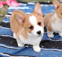 Renji-AKC, a male Pembroke Welsh Corgi for sale in Hanover, KS – Photo 2 of 10