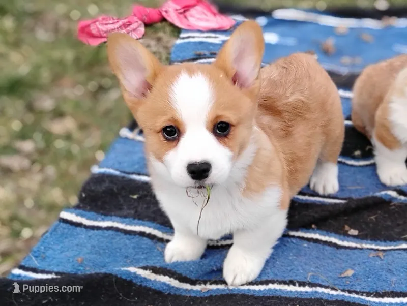 Renji-AKC – Pembroke Welsh Corgi puppy for sale in Hanover, KS