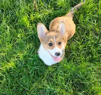 Clover-AKC reg., a female Pembroke Welsh Corgi for sale in Hanover, KS – 6 of 10