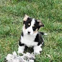 Frisky-AKC, a female Pembroke Welsh Corgi for sale in Hanover, KS – Photo 2 of 7
