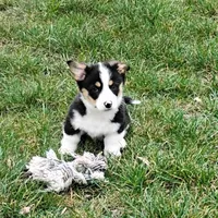 Frisky-AKC, a female Pembroke Welsh Corgi for sale in Hanover, KS – Photo 4 of 7